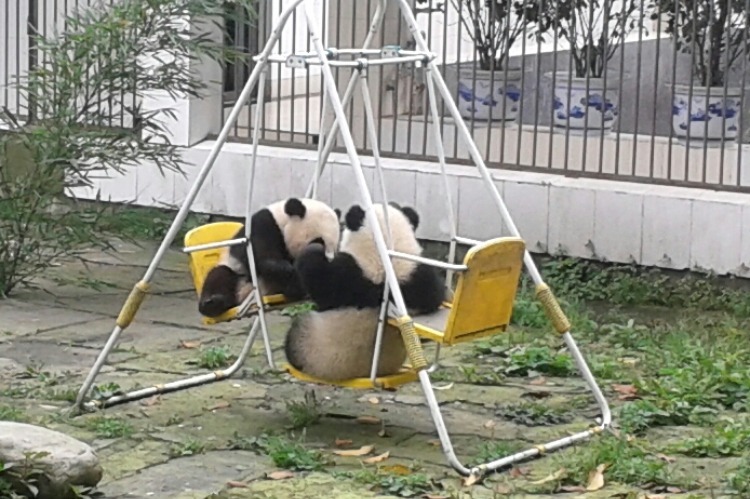 dujiangyan panda keeper tour