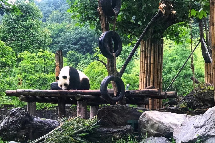 dujiangyan panda tour
