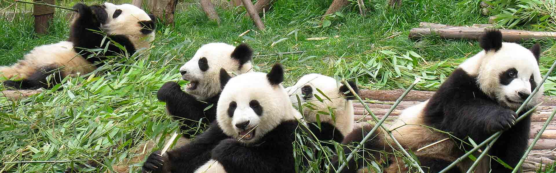 China Panda Tours