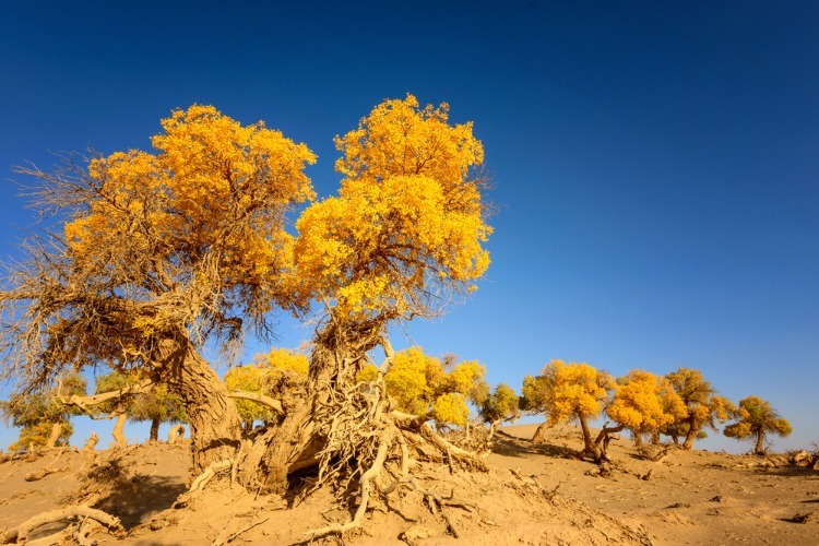 ejinaqi Populus euphratica forest